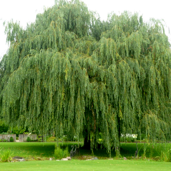 Trauerweide Salix alba 'Tristis'
