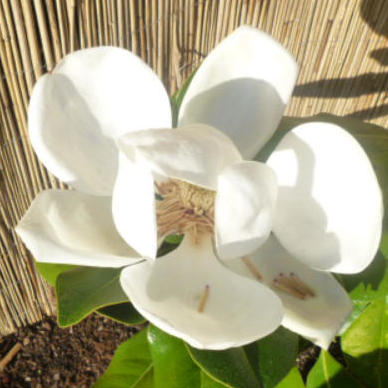Magnolia grandiflora 'Gallissoniensis'