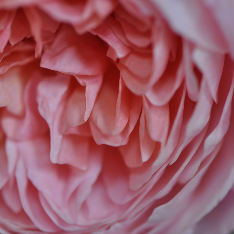 Englische Strauchrose Abraham Darby Detailansicht Blüte