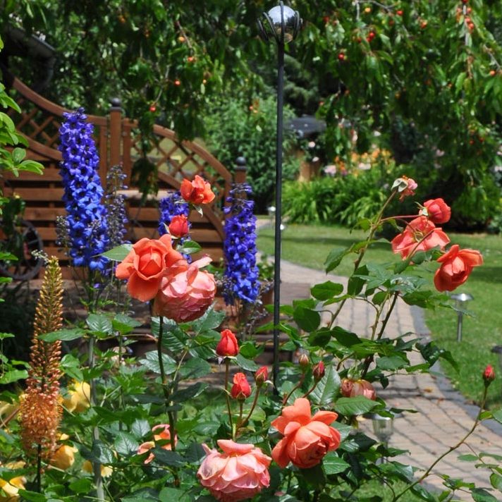 Englische Strauchrose Summer Song in Gesellschaft mit Rittersporn und anderen Rosen