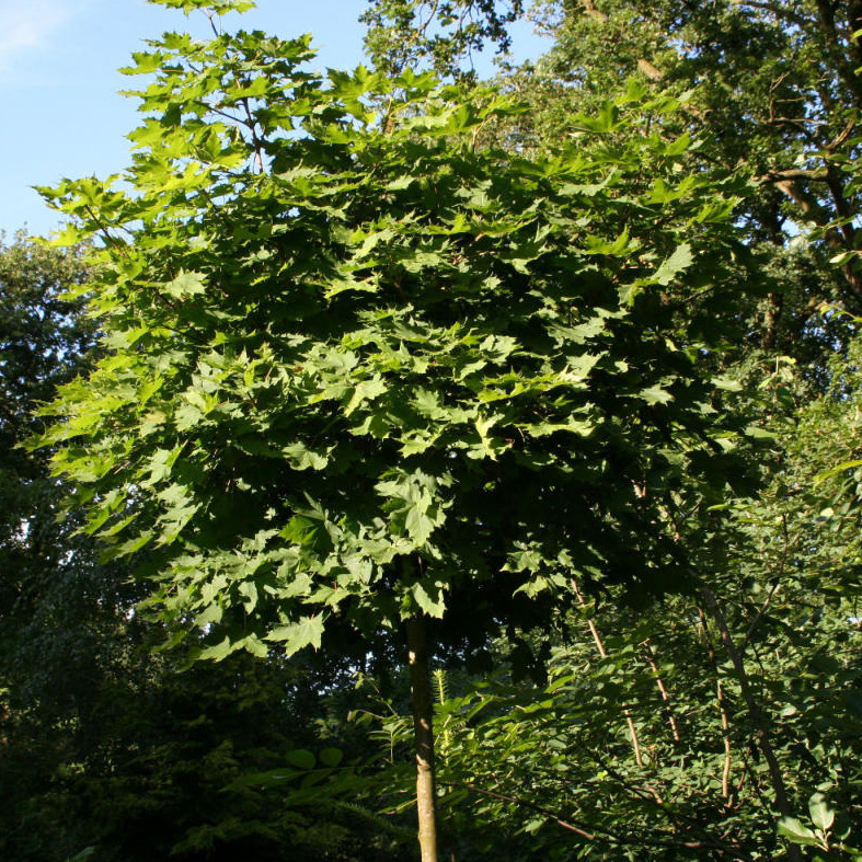 Kugelahorn acer platanoides 'Globosum'
