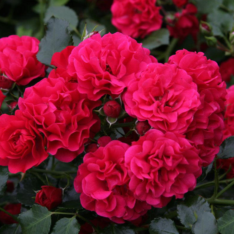 Bodendeckende Rose 'Gärtnerfreude'