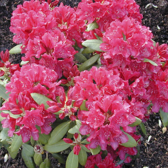 Rhododendron Hybr. 'Erato'
