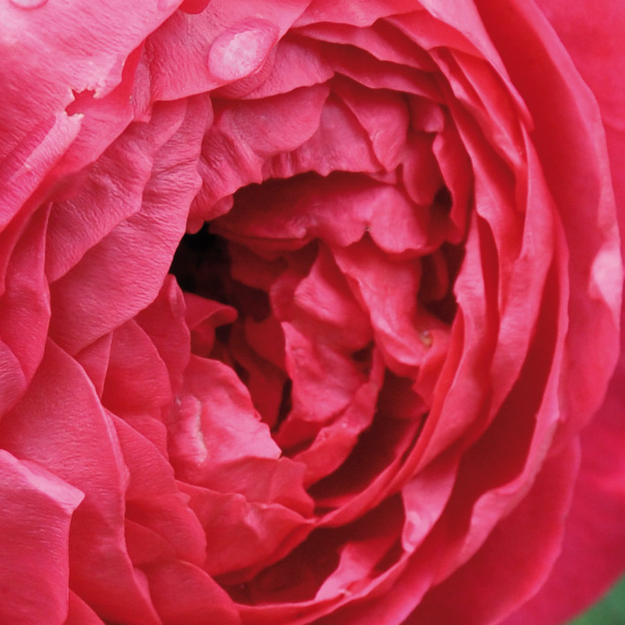 Englische Strauchrose Benjamin Britten Detailansicht Blüte