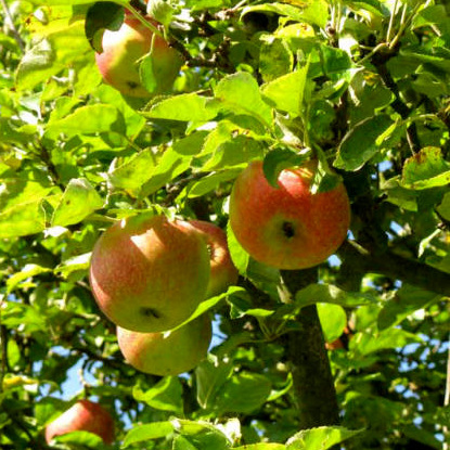 Apfelbaum Malus domestica 'Jonagold'