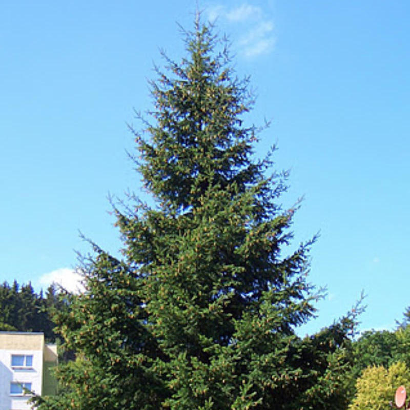 Serbische Fichte Picea omorika
