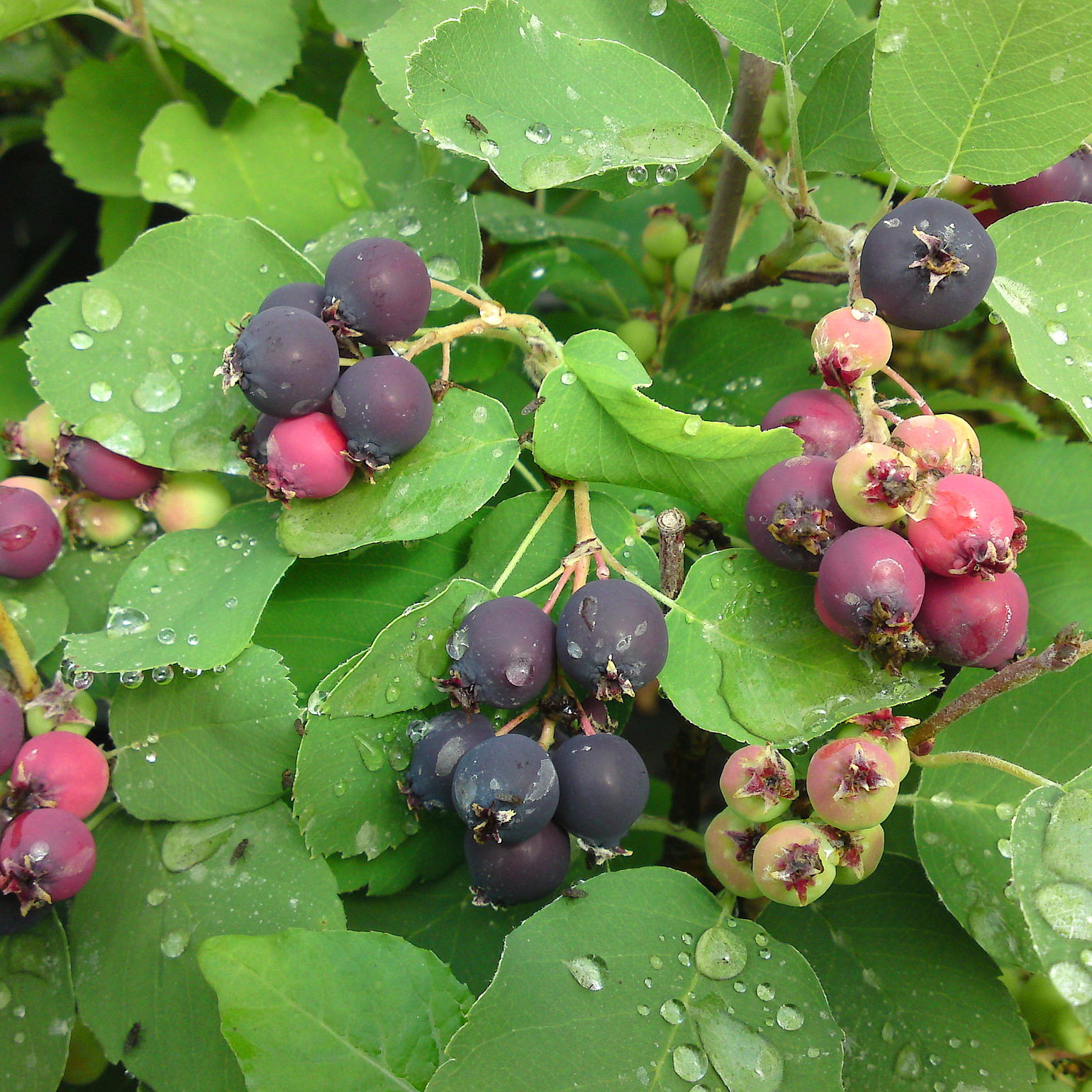 Großfruchtige Felsenbirne Amelanchier aln. 'Greatberry Aroma'